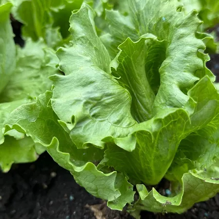 Luksusowy namiot Le Piane Agriglamping