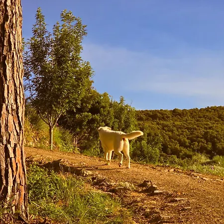 Le Piane Agriglamping אוהל מפואר *