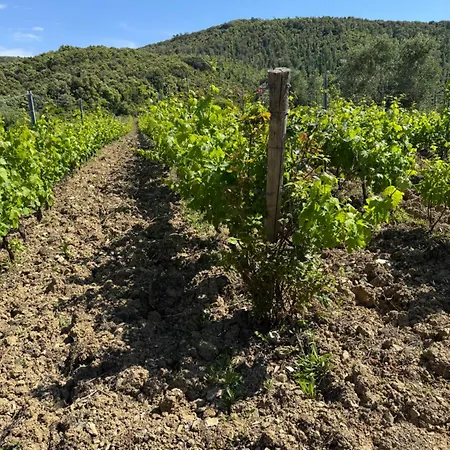 אוהל מפואר Le Piane Agriglamping
